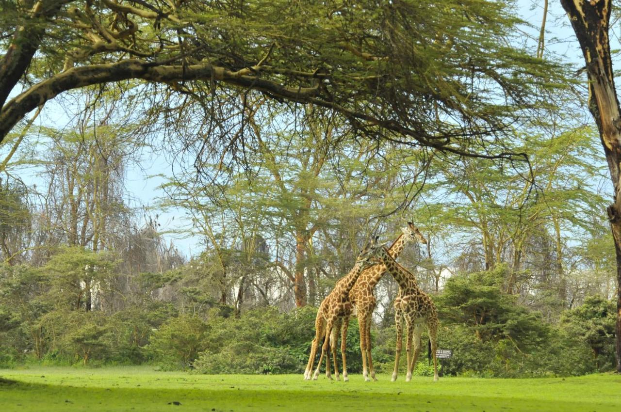 Lake Naivasha Sopa Resort Екстериор снимка